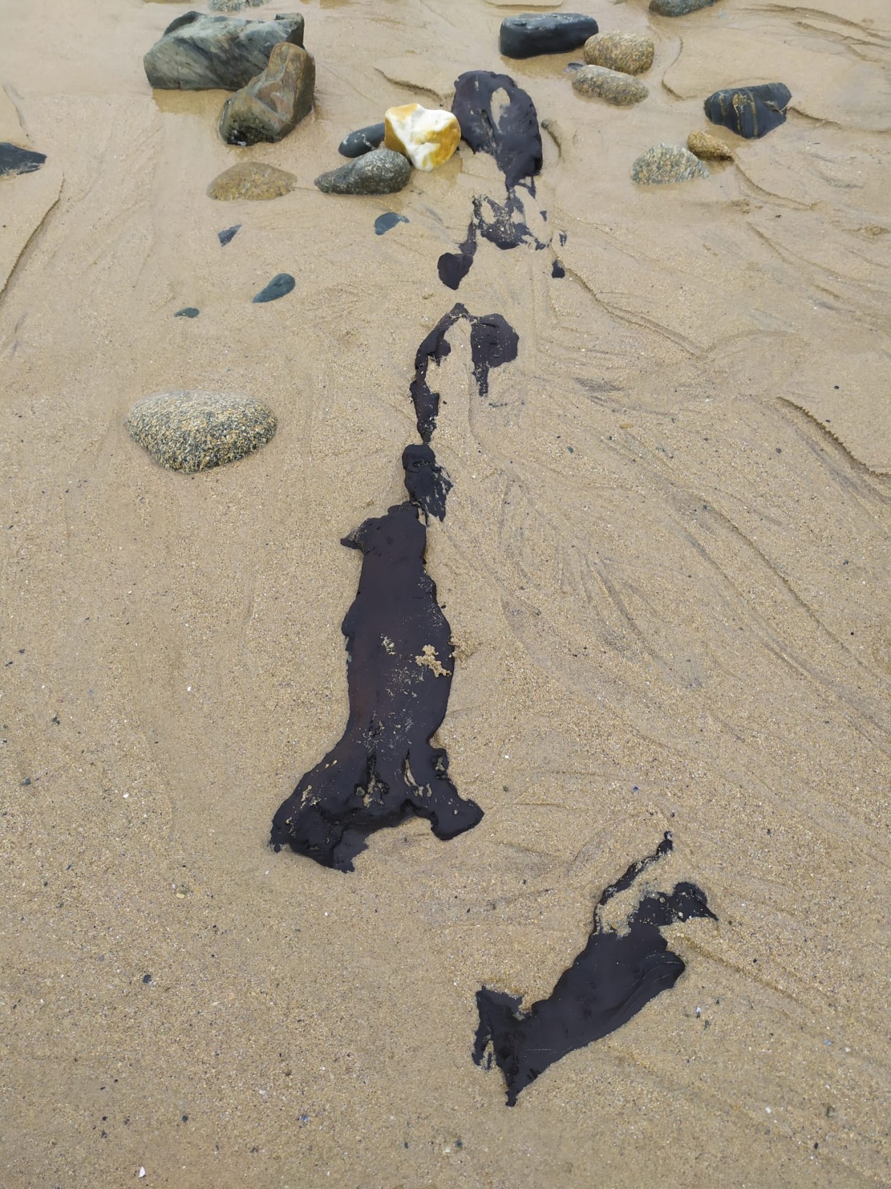 03 - Restos de un bosque fósil en la playa de Ponzos  - 17-04-2021