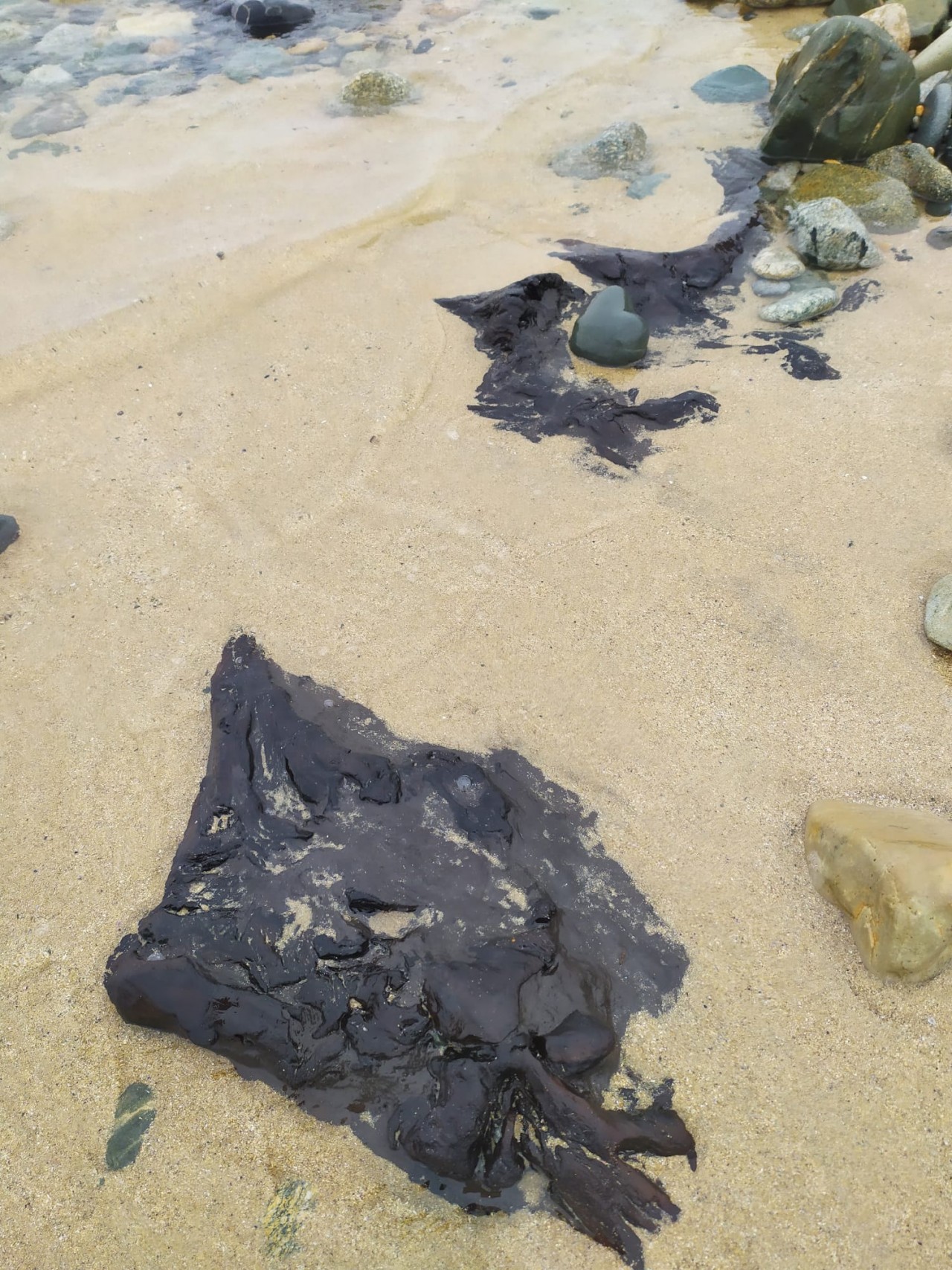 05 - Restos de un bosque fósil en la playa de Ponzos  - 17-04-2021