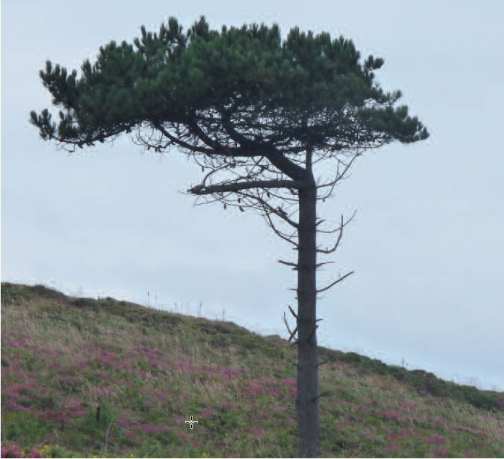 Pino do país o Pinus pinaster