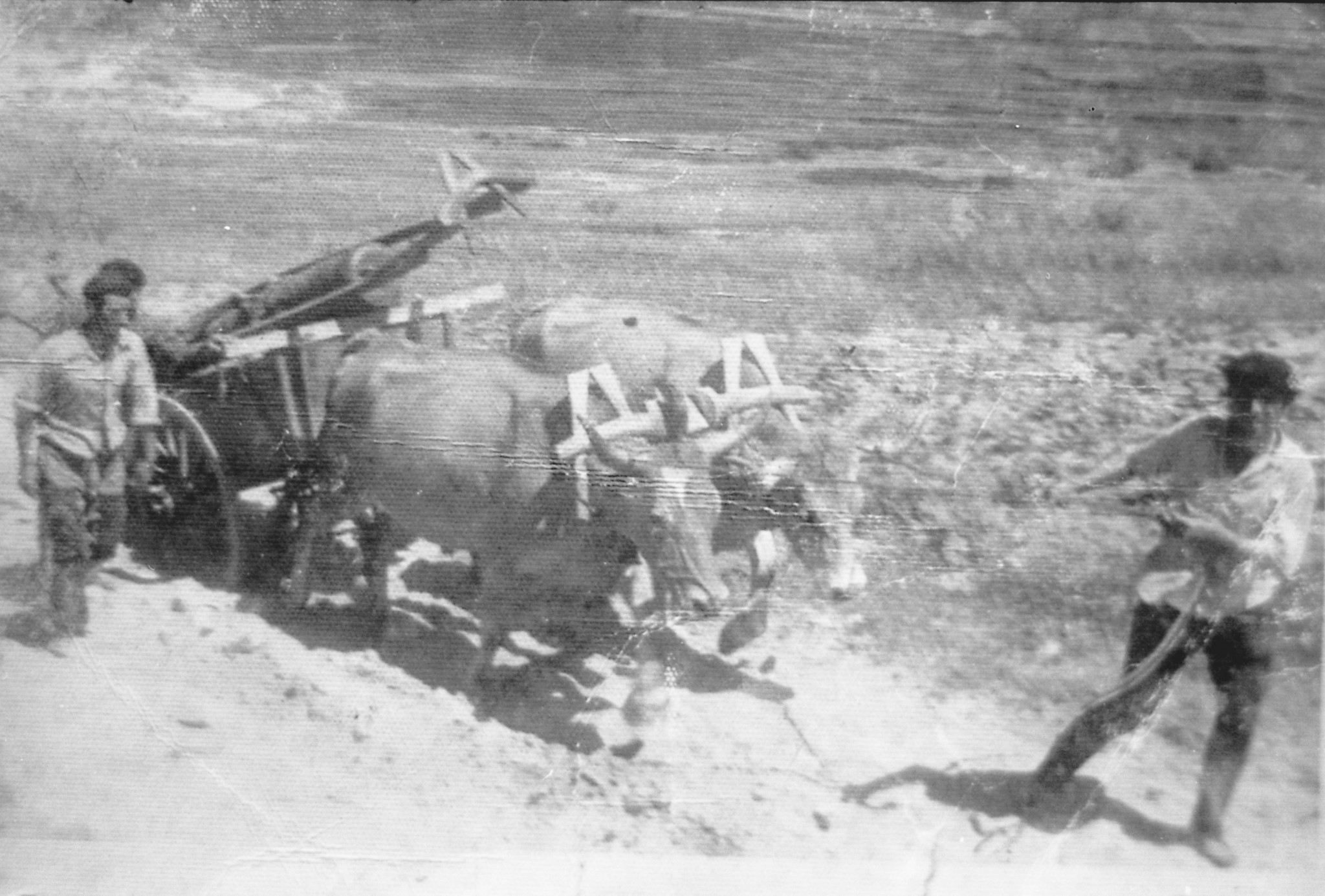 Foto nº 1 Transporte del cañón de bronce encontrado en O Medote